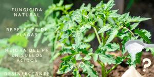 Bicarbonato para las plantas: para qué sirve, cómo usarlo y precauciones