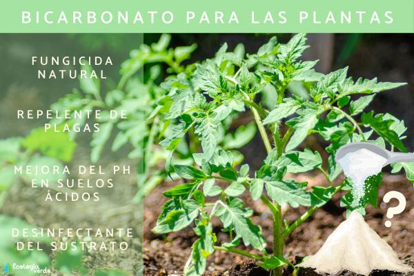 Bicarbonato para las plantas: para qué sirve, cómo usarlo y precauciones