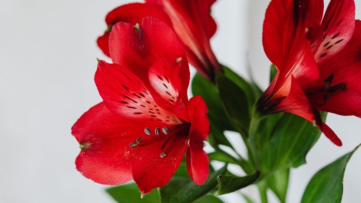 Estas plantas de interior con flores rojas alegrarán tu hogar y son fáciles de cuidar