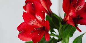 Estas plantas de interior con flores rojas alegrarán tu hogar y son fáciles de cuidar