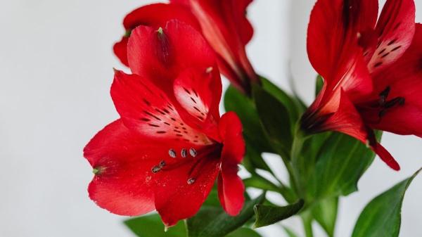 Estas plantas de interior con flores rojas alegrarán tu hogar y son fáciles de cuidar