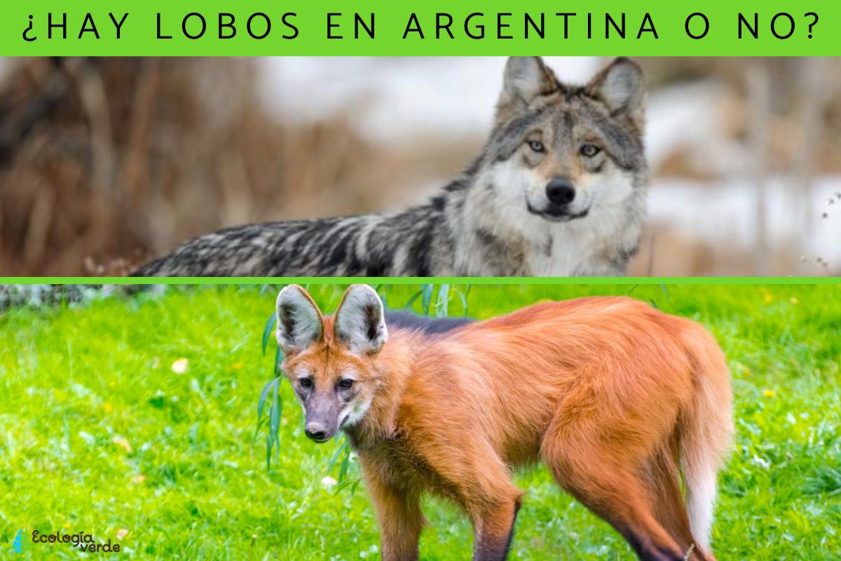 ¿Hay lobos en Argentina?