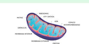 Mitocondria: qué es, función y estructura