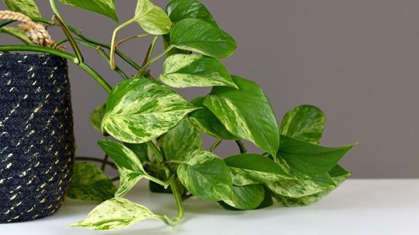 Las plantas de interior que la NASA recomienda para mejorar el aire del hogar - 1. Poto: la enredadera que limpia y decora