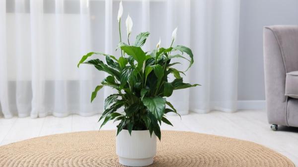 Las plantas de interior que la NASA recomienda para mejorar el aire del hogar - 2. Espatifilo: el lirio de la paz que también purifica