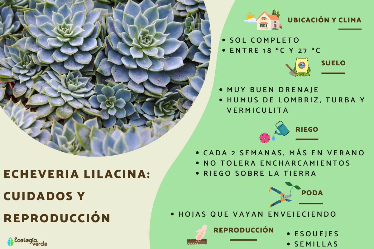 Echeveria lilacina: cuidados y reproducción