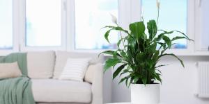 Las plantas de interior que la NASA recomienda para mejorar el aire del hogar