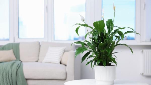 Las plantas de interior que la NASA recomienda para mejorar el aire del hogar