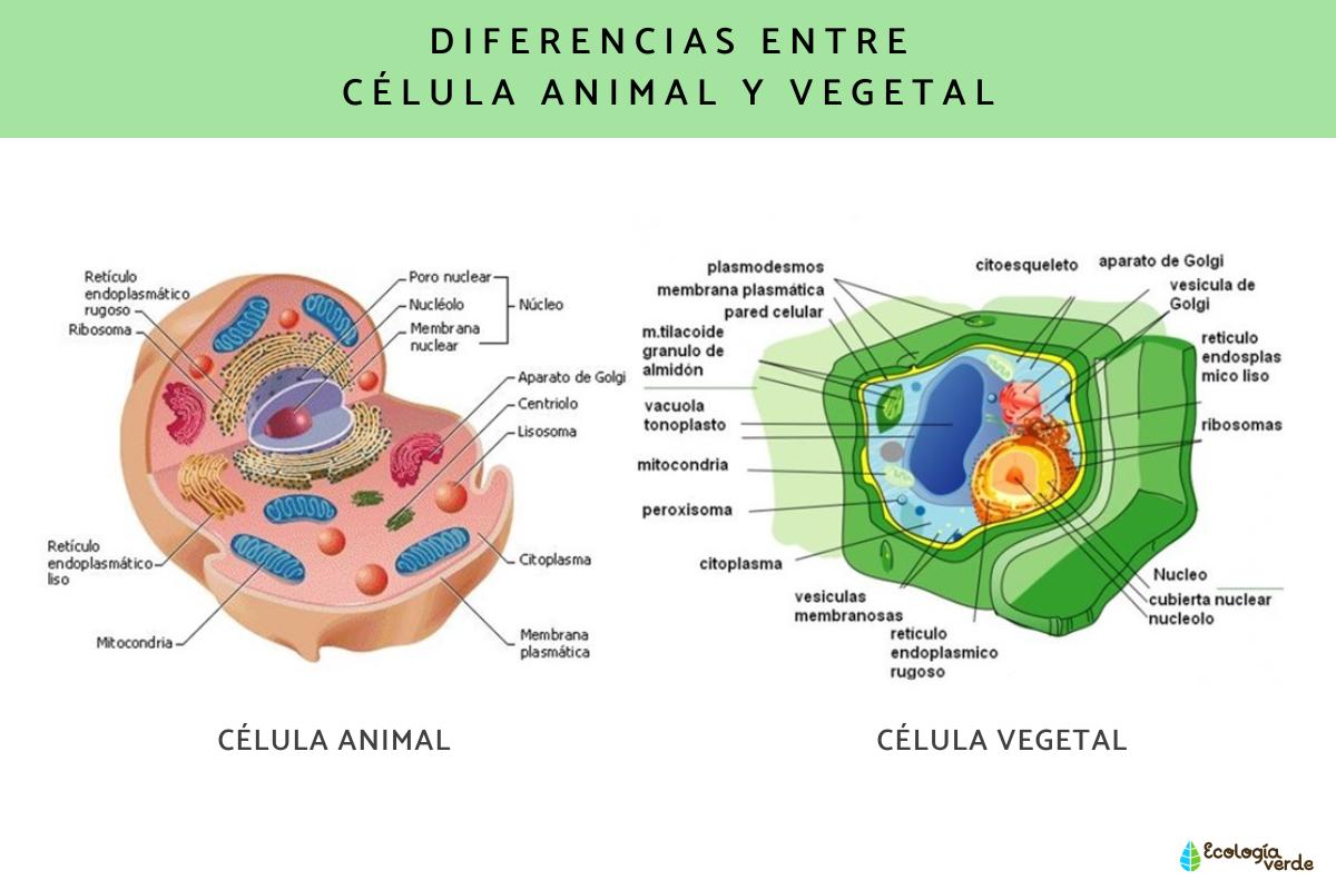 Semejanza y diferencia entre célula animal y vegetal