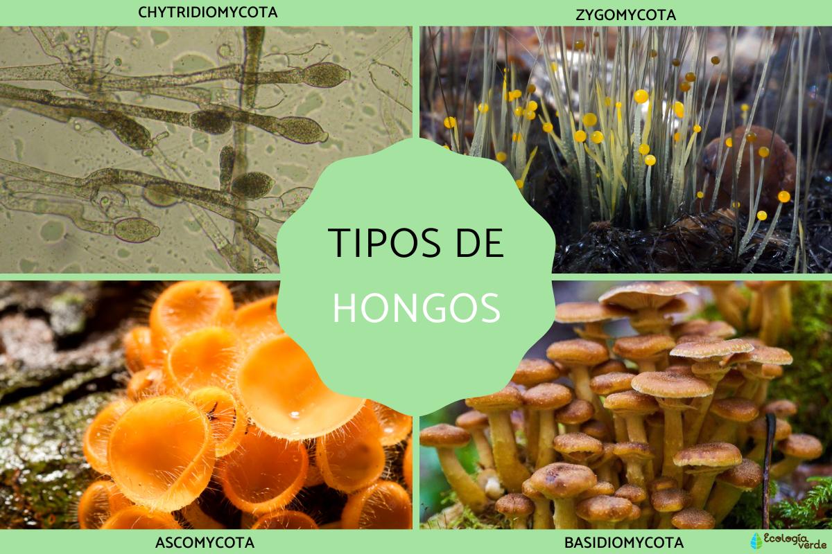 Tipos de hongos