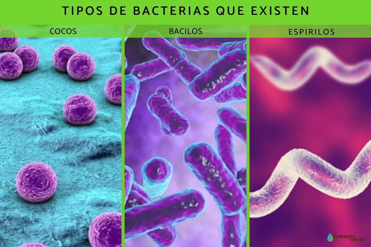 Tipos de bacterias