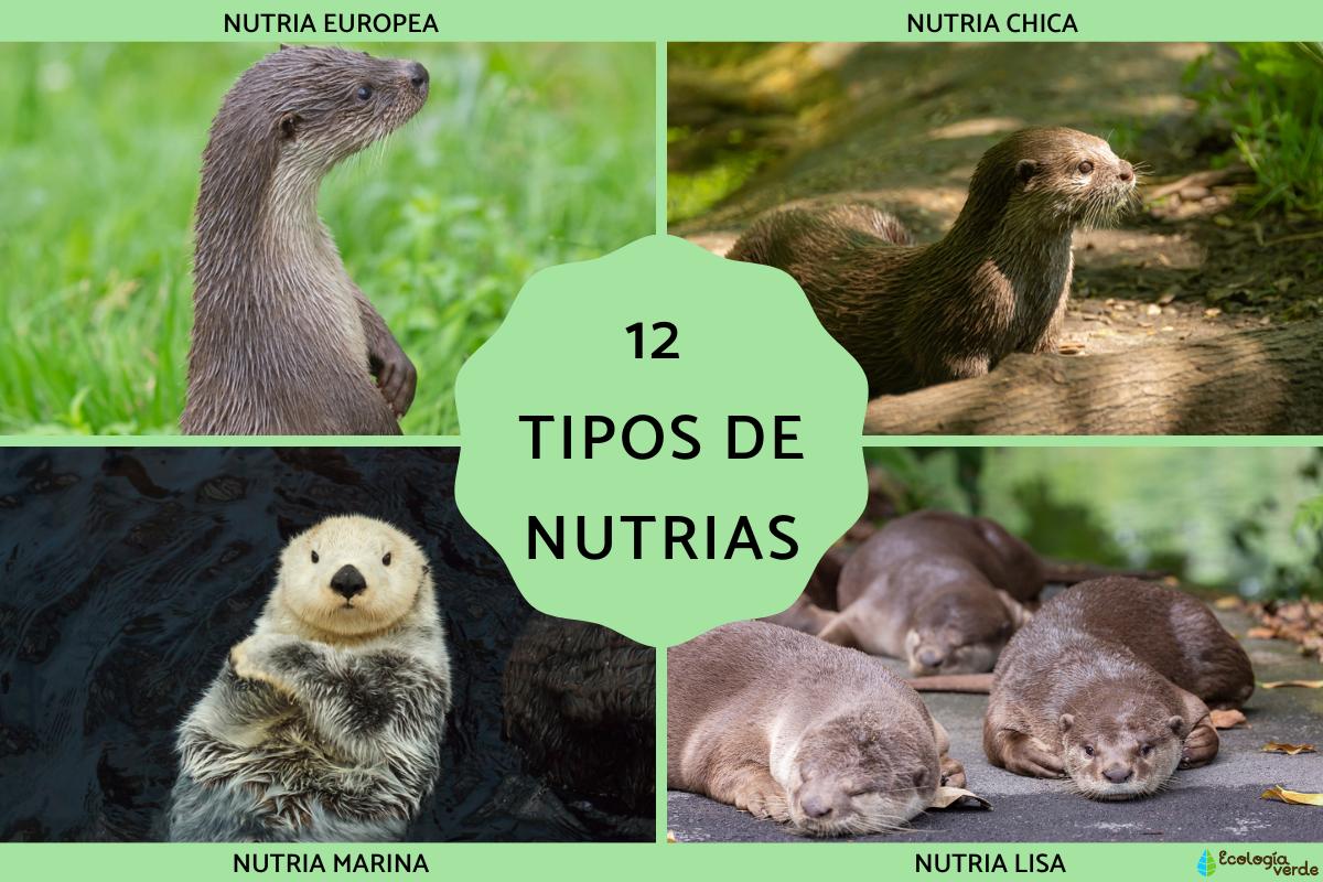 Tipos de nutrias