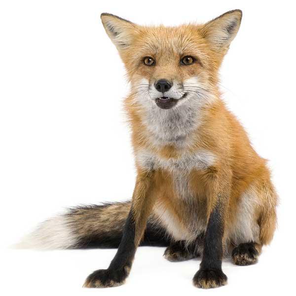 Zorro Rojo - Dónde vive del Zorro Rojo