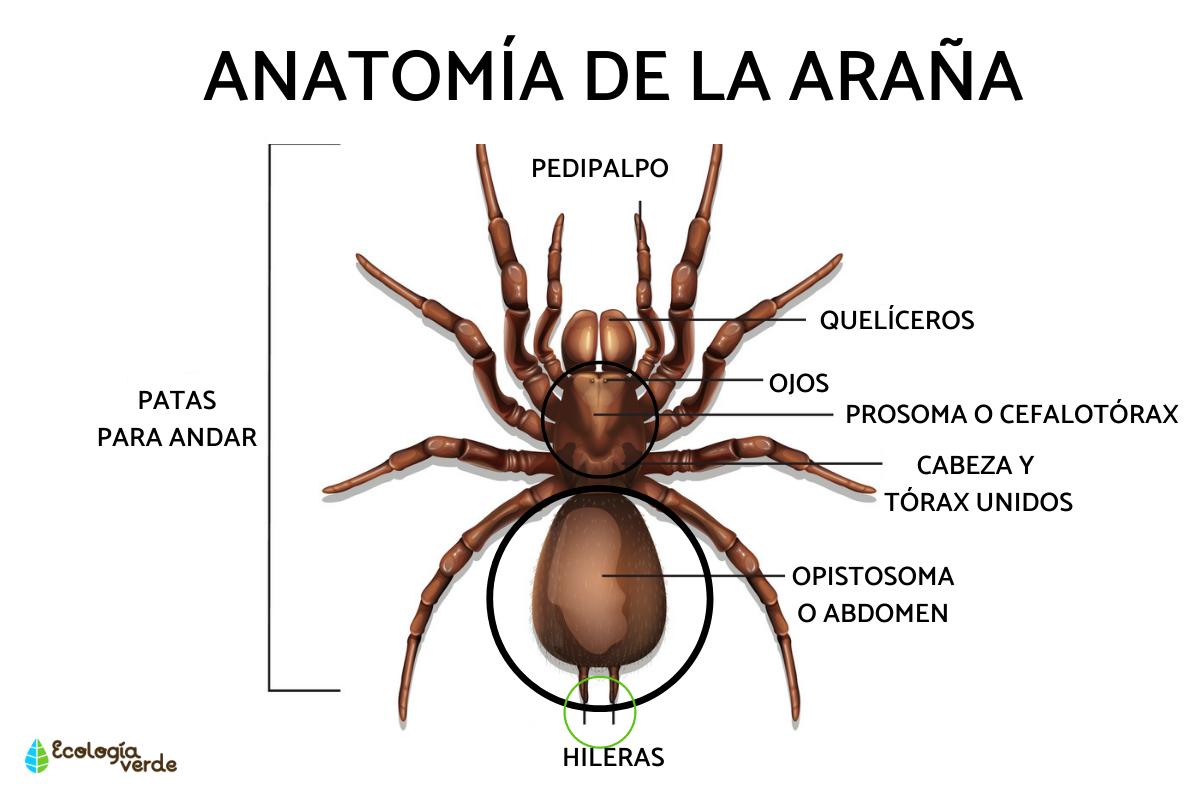 Partes de la araña
