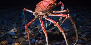 Cangrejo gigante japonés