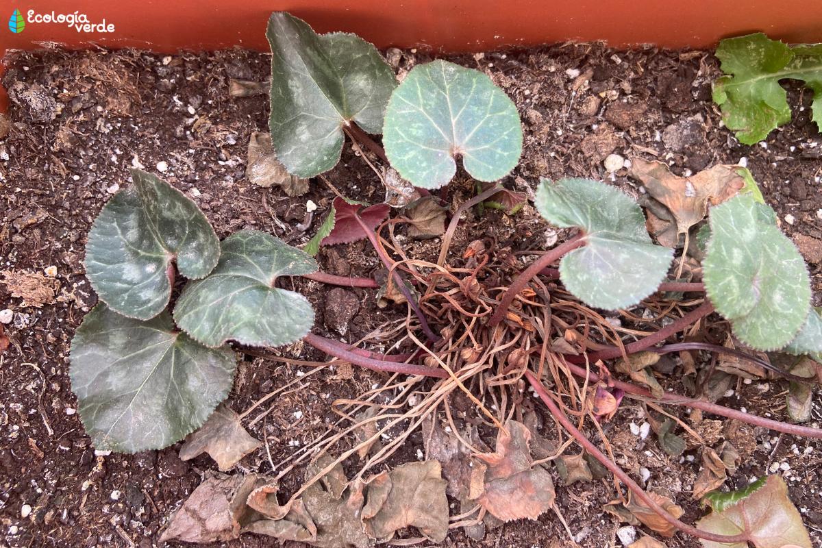 Ciclamen con las hojas amarillas: por qué y soluciones