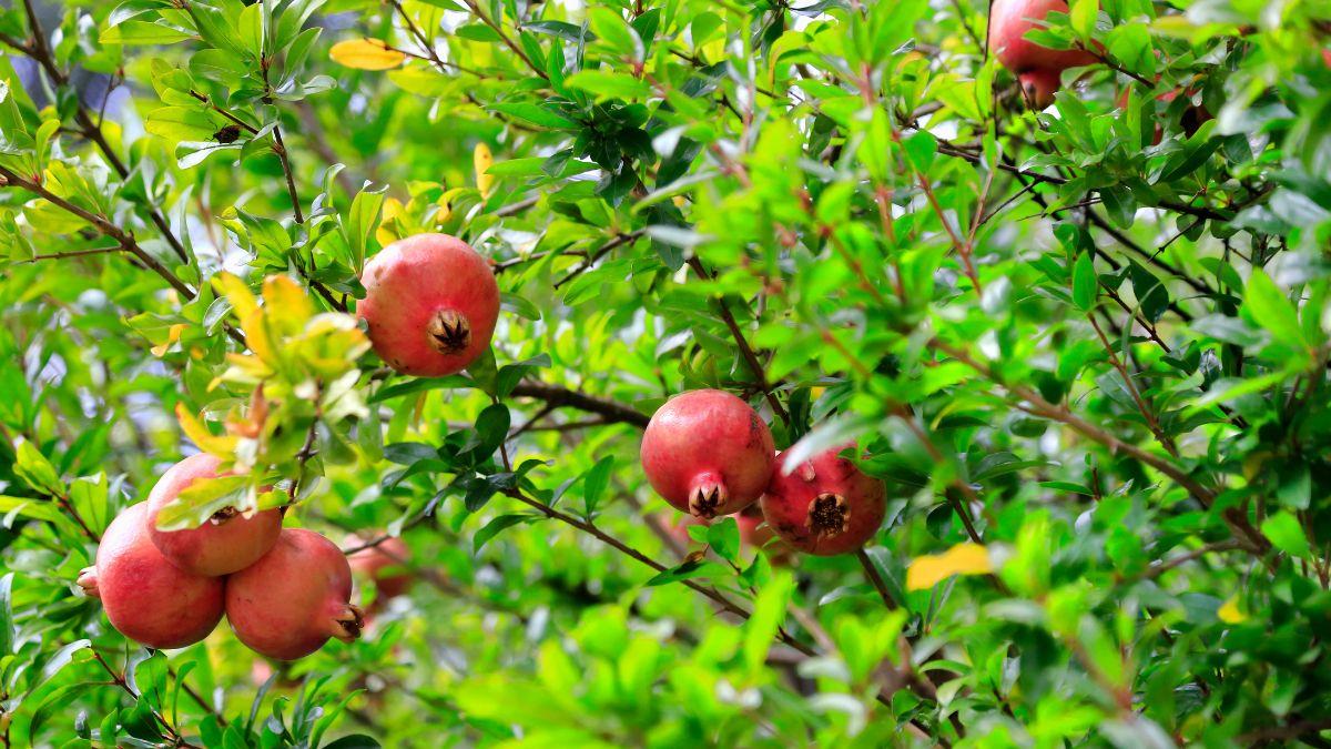 El árbol ideal para tener en casa: no levanta el suelo con sus raíces, soporta la sequía y dará frutas en verano