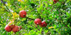 El árbol ideal para tener en casa: no levanta el suelo con sus raíces, soporta la sequía y dará frutas en verano