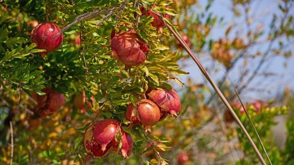 El árbol ideal para tener en casa: no levanta el suelo con sus raíces, soporta la sequía y dará frutas en verano - La razón por la que las raíces del granado apenas dañan el pavimento