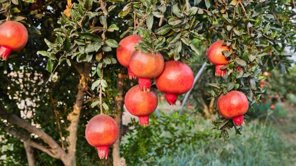 El árbol ideal para tener en casa: no levanta el suelo con sus raíces, soporta la sequía y dará frutas en verano - Por qué el granado es uno de los árboles más recomendables para jardines y patios pequeños
