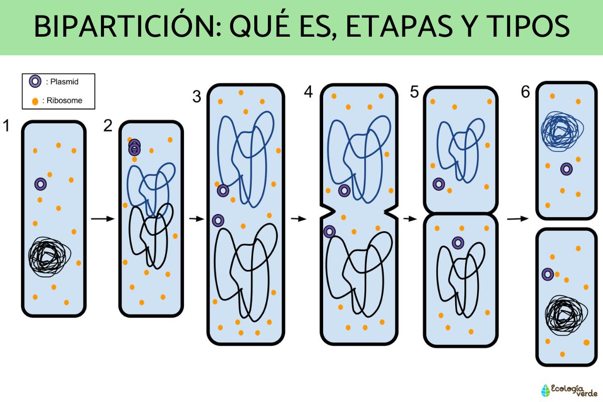 Bipartición: qué es, etapas y tipos
