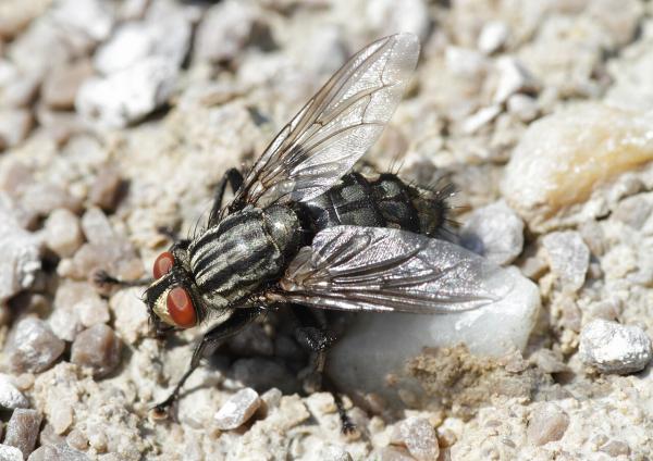 Tipos de moscas - Mosca de la carne (Sarcophaga carnaria)