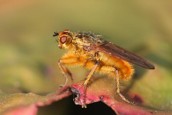 Tipos de moscas - Mosca del estiércol (Scathophaga stercoraria)