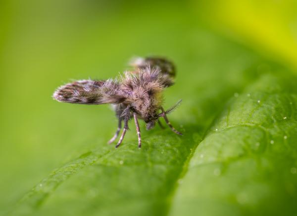 Tipos de moscas - Moscas de drenajes (familia Psychodidae)
