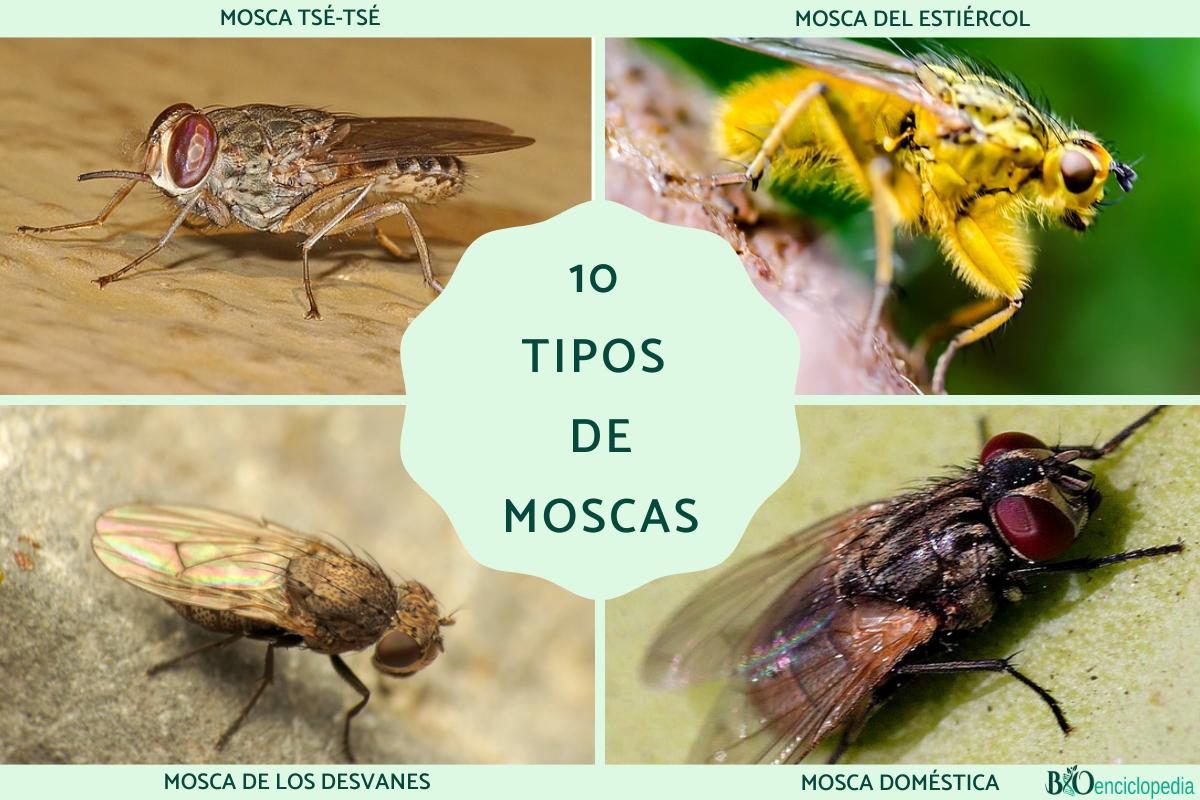 Tipos de moscas
