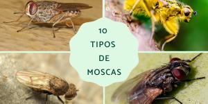 Tipos de moscas