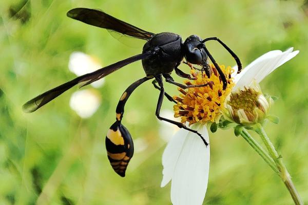 Avispa alfarera - Alimentación de la avispa alfarera