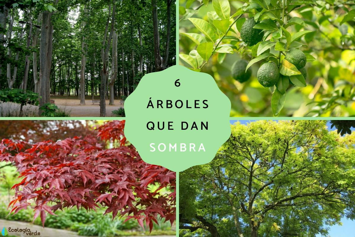 Árboles que dan sombra