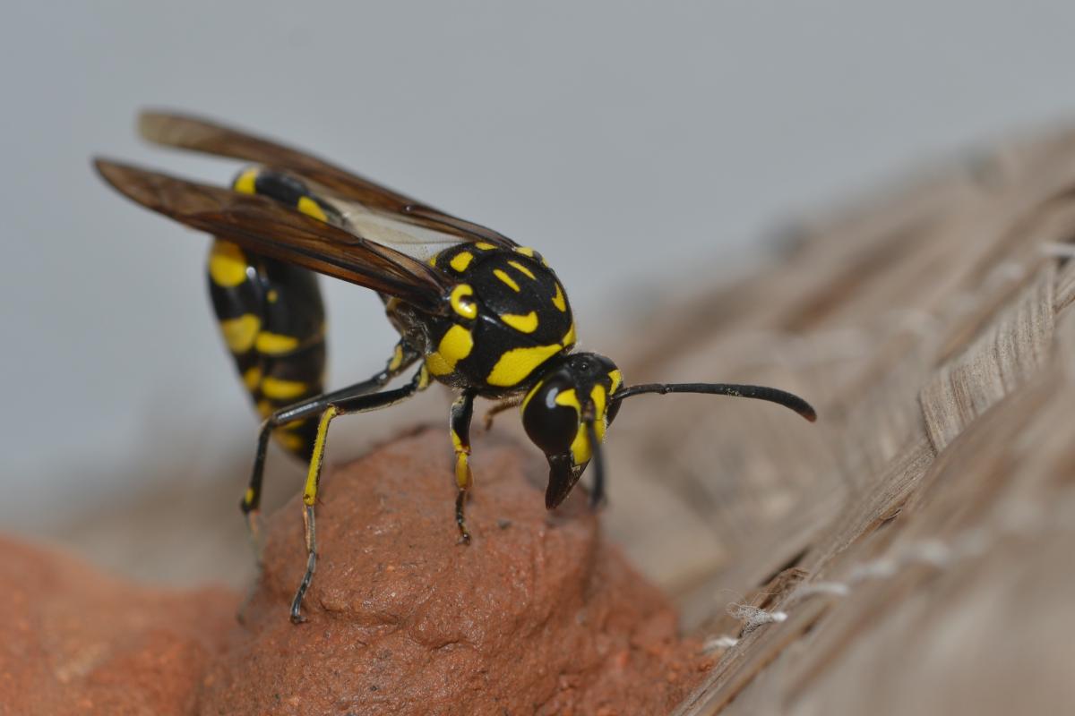 Avispa alfarera
