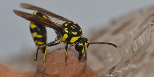 Avispa alfarera
