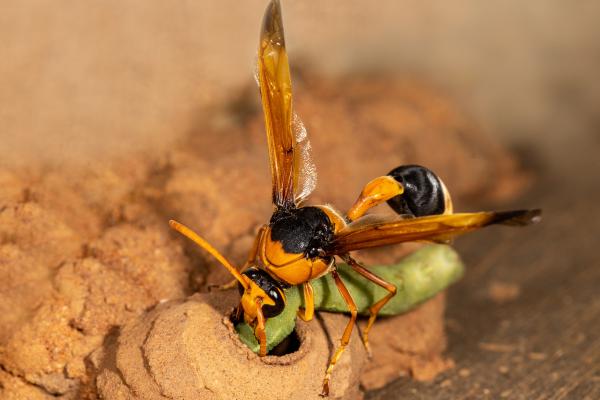 Avispa alfarera - Características de la avispa alfarera