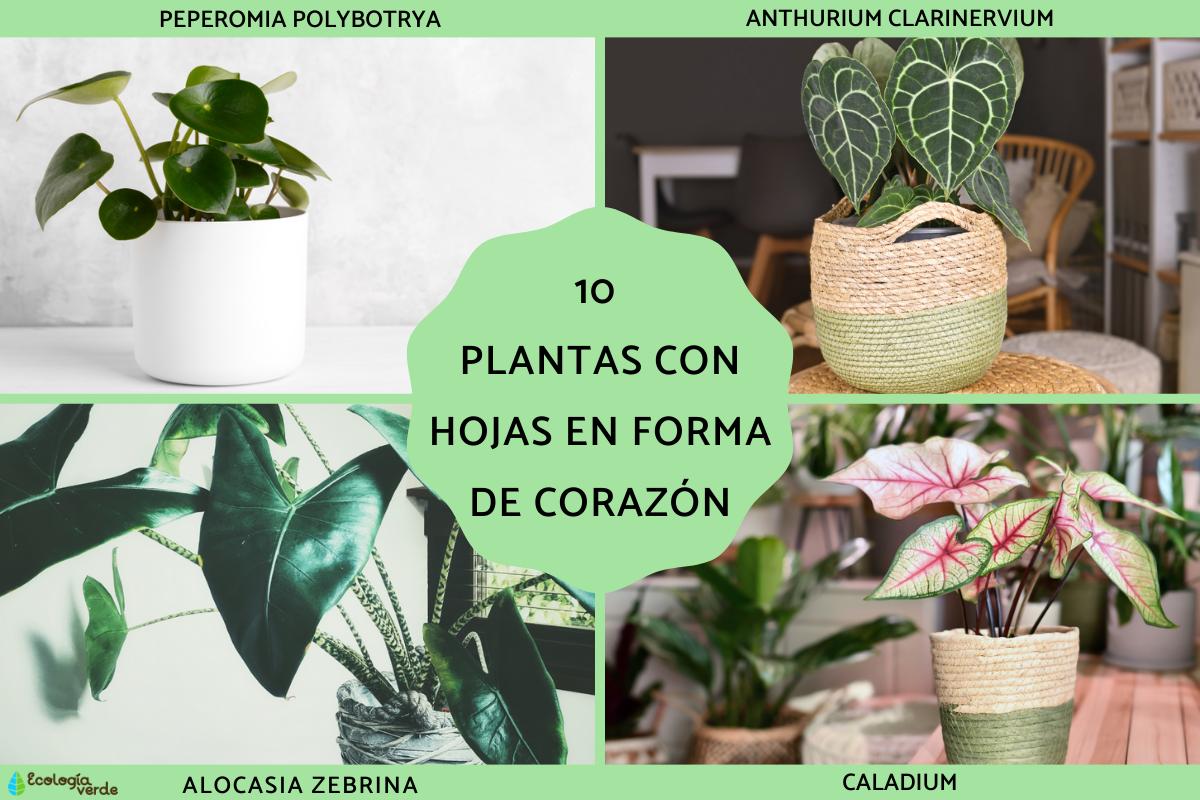 Plantas con hojas en forma de corazón