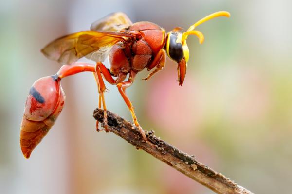 Avispa alfarera - Reproducción de la avispa alfarera