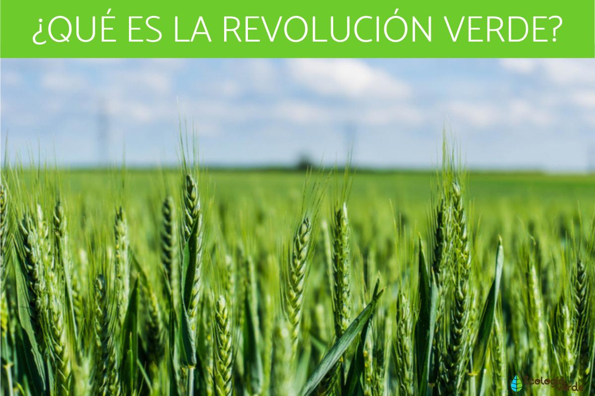 Revolución verde: qué es, ventajas y desventajas