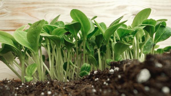 Las 3 verduras que puedes sembrar a partir del 1 de noviembre: se cultivan en macetas y se cosechan en invierno - Canónigos: ideales para seguir cosechando hojas en invierno