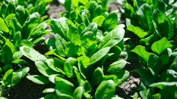 Las 3 verduras que puedes sembrar a partir del 1 de noviembre: se cultivan en macetas y se cosechan en invierno - Espinacas: una verdura que aprovecha las temperaturas frescas