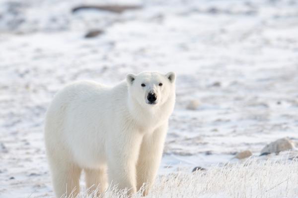 Las islas más grandes del mundo - Isla Victoria