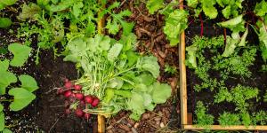 Las 3 verduras que puedes sembrar a partir del 1 de noviembre: se cultivan en macetas y se cosechan en invierno