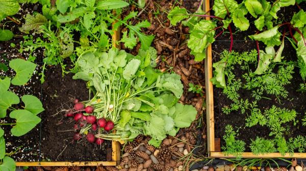 Las 3 verduras que puedes sembrar a partir del 1 de noviembre: se cultivan en macetas y se cosechan en invierno