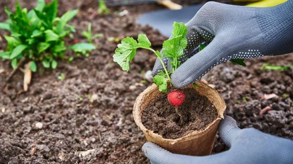 Las 3 verduras que puedes sembrar a partir del 1 de noviembre: se cultivan en macetas y se cosechan en invierno - Rabanitos: una de las verduras que crecen más rápido