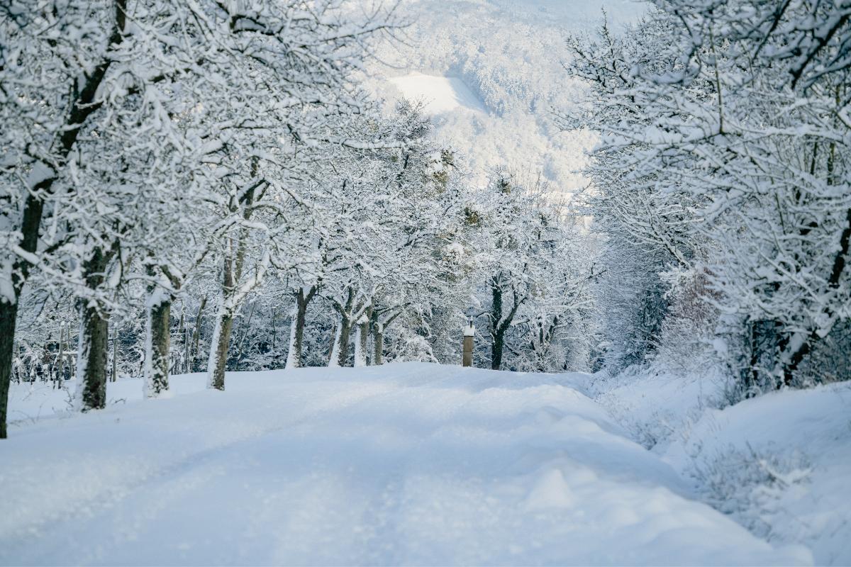 Heladas: qué son, tipos y cómo afectan