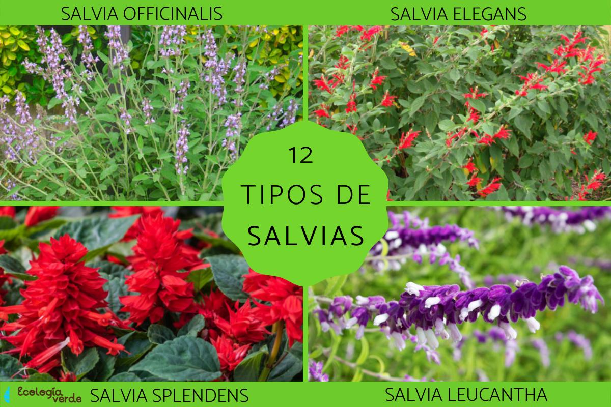 Tipos de salvias