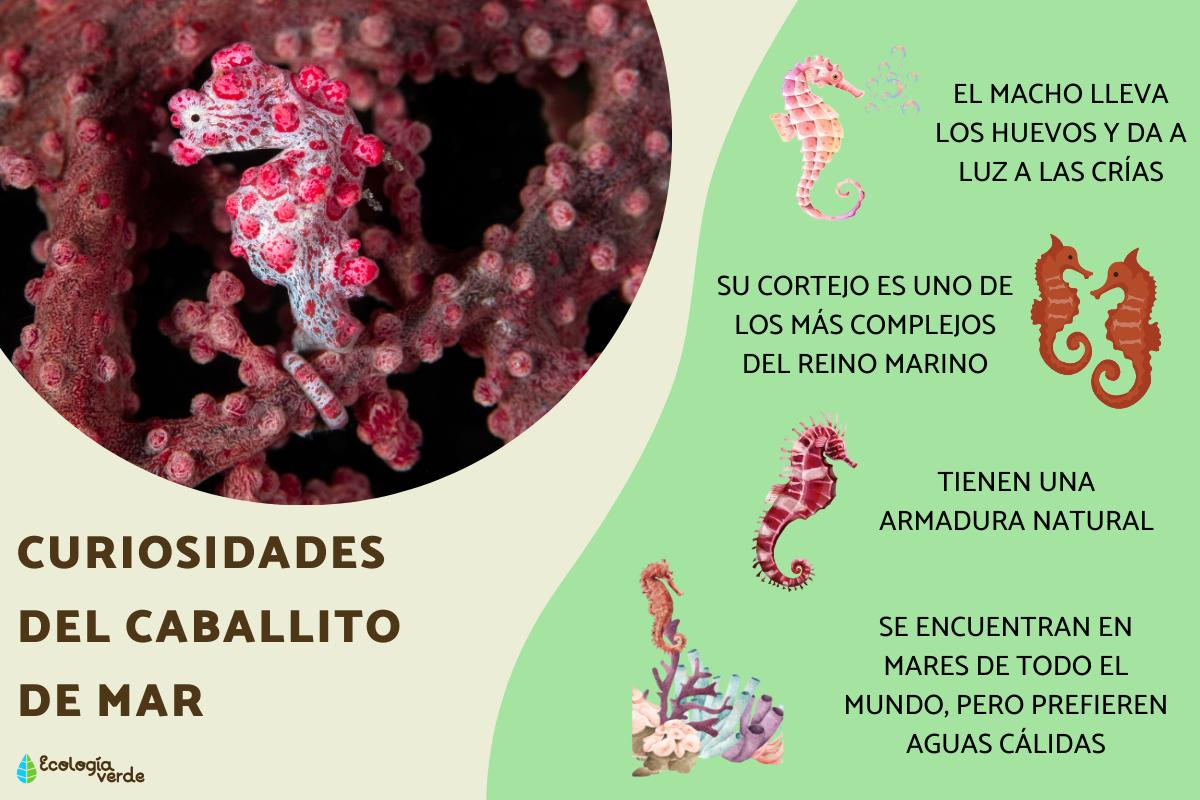 Curiosidades del caballito de mar