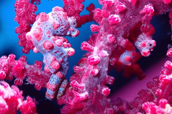 Curiosidades del caballito de mar - Tienen una habilidad increíble para camuflarse