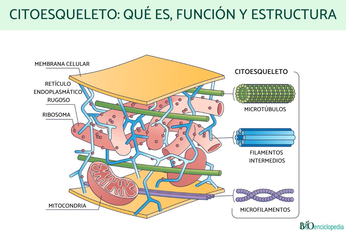 Citoesqueleto: qué es, función y estructura
