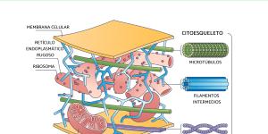 Citoesqueleto: qué es, función y estructura